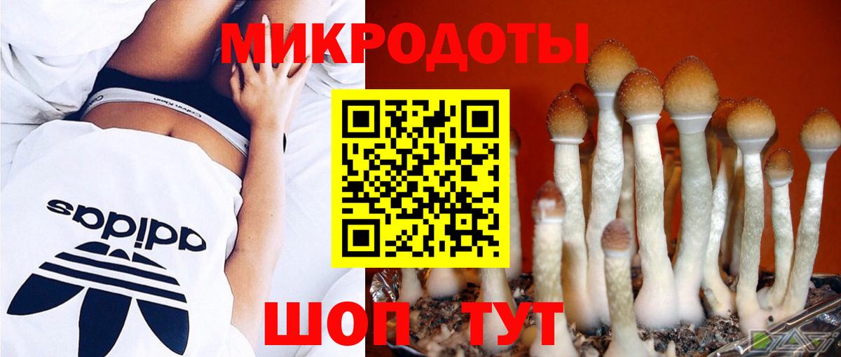 Псилоцибиновые грибы Psilocybine cubensis Минеральные Воды